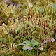 Bryum caespiticium