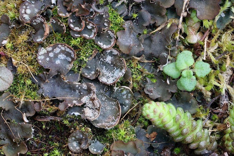 Peltigera didactyla - © Barry Stewart