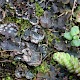 Peltigera didactyla