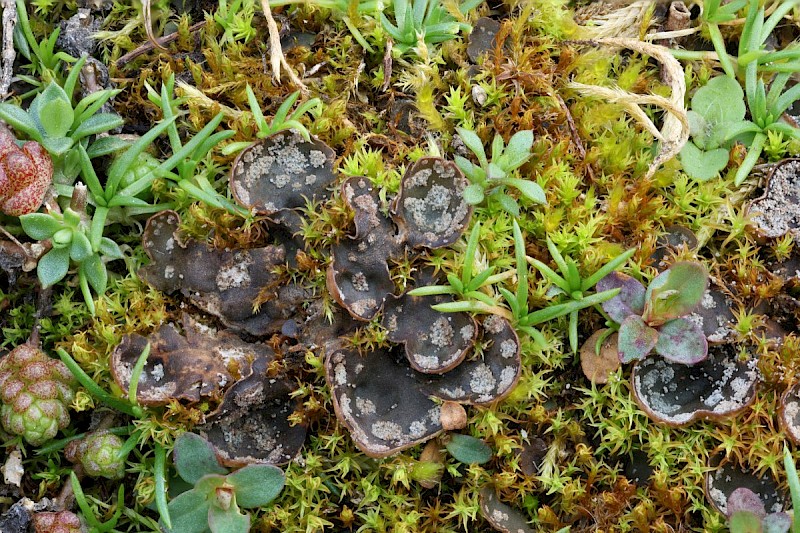 Peltigera didactyla - © Barry Stewart