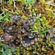 Peltigera didactyla