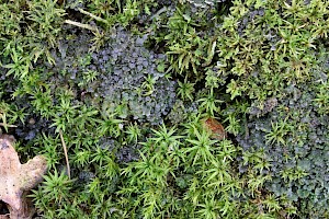 Didymodon australasiae Australasian Beard-moss