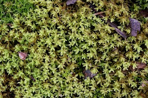 Barbula unguiculata Bird's-claw Beard-moss