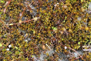 Didymodon tophaceus Olive Beard-moss