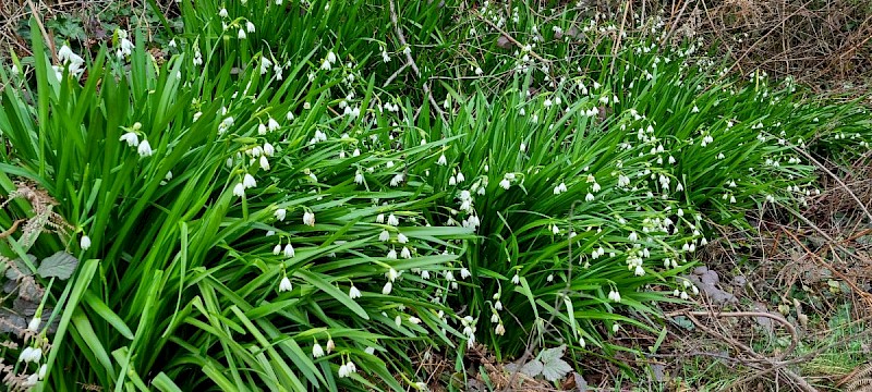 Leucojum aestivum subsp. pulchellum - © Barry Stewart