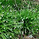 Leucojum aestivum subsp. pulchellum