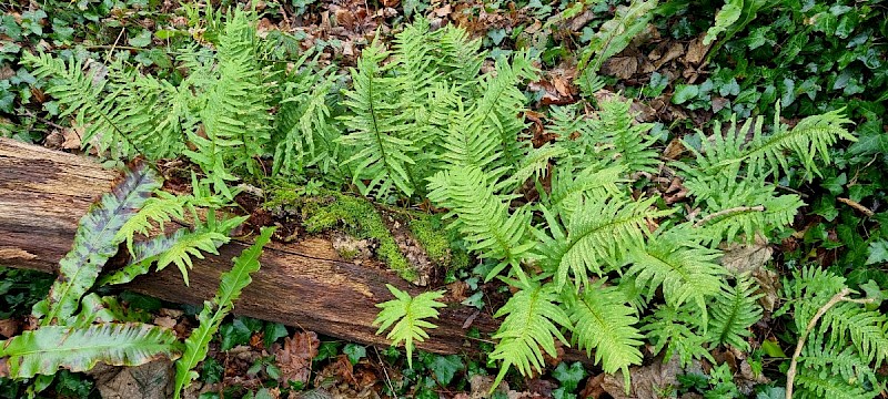 Polypodium cambricum - © Barry Stewart