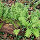 Polypodium cambricum