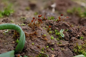 Microbryum starckeanum Starke's Pottia