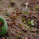 Microbryum starckeanum