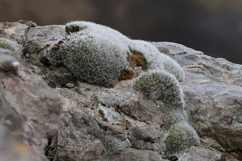 Grimmia orbicularis - © Barry Stewart