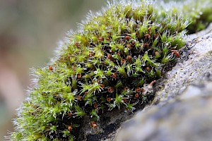 Schistidium elegantulum Elegant Grimmia