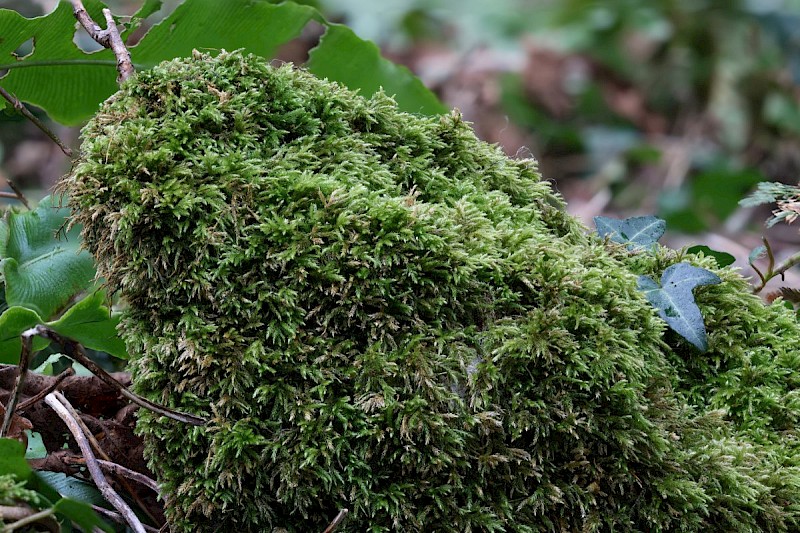 Plasteurhynchium striatulum - © Barry Stewart