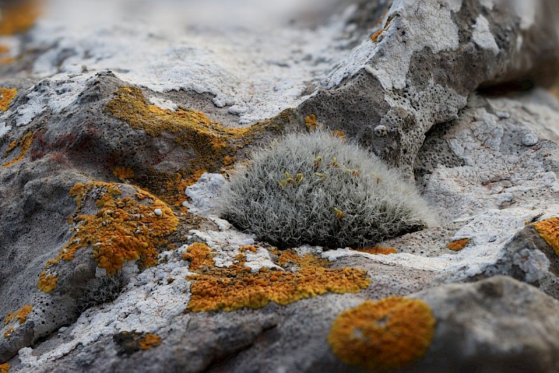 Grimmia orbicularis - © Barry Stewart