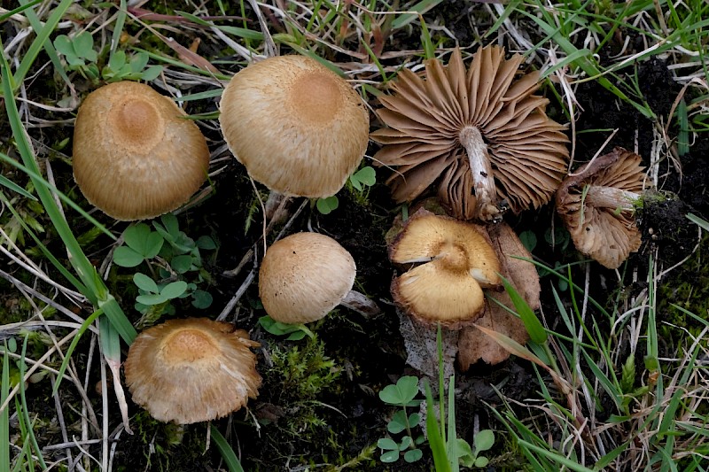 Inocybe curvipes - © Charles Hipkin