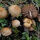 Inocybe curvipes