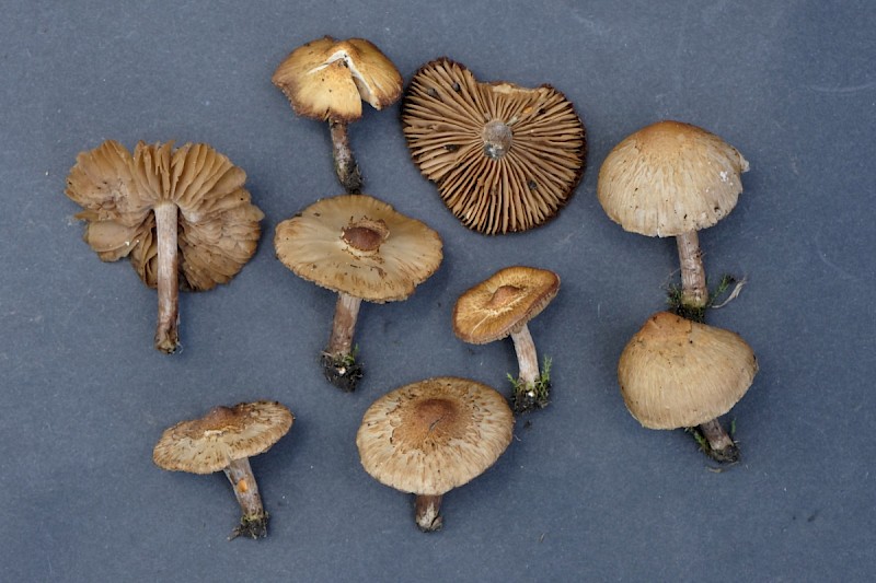 Inocybe curvipes - © Charles Hipkin