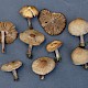 Inocybe curvipes