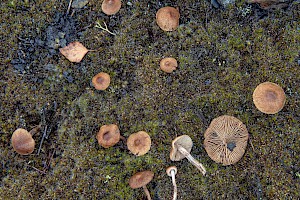 Inocybe lacera 