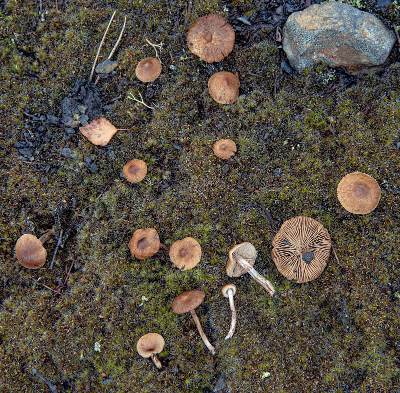 Inocybe lacera - © Charles Hipkin