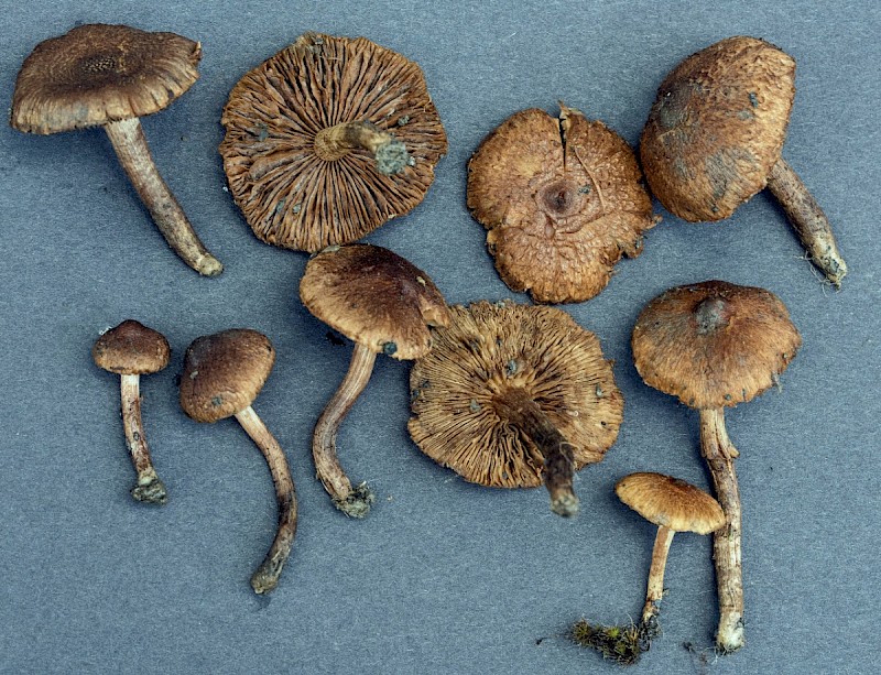 Inocybe lacera - © Charles Hipkin