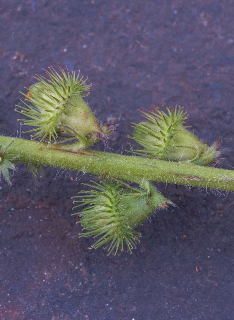 Agrimonia procera - © Charles Hipkin