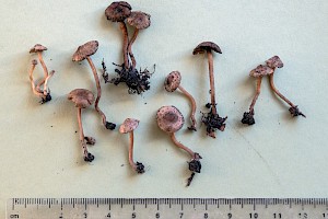 Inocybe petiginosa Scurfy Fibrecap