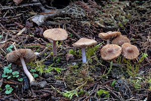 Inocybe pusio 