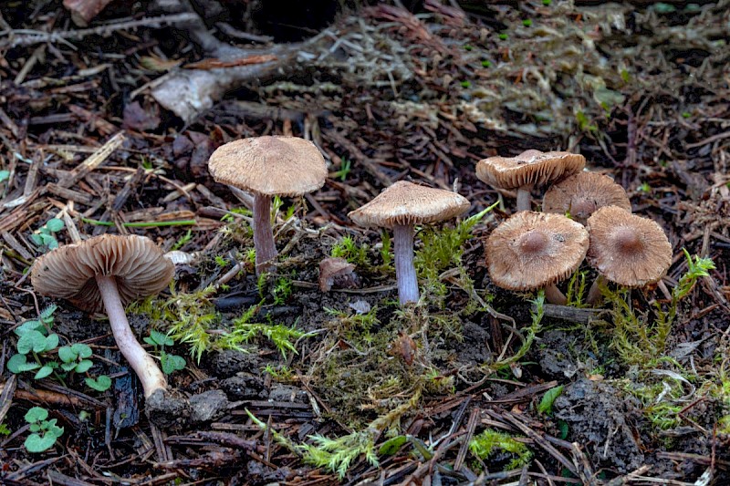 Inocybe pusio - © Charles Hipkin