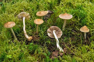 Inocybe mixtilis 