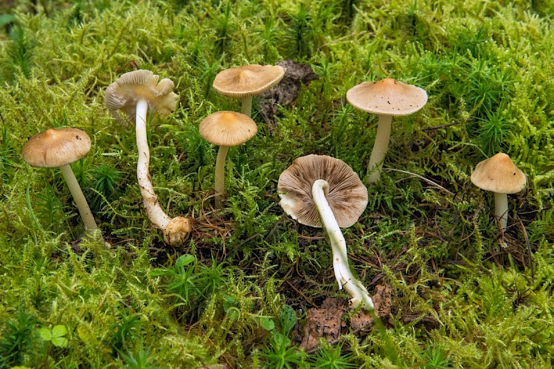 Inocybe mixtilis - © Charles Hipkin