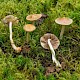 Inocybe mixtilis