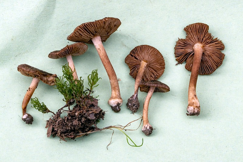 Inocybe napipes - © Charles Hipkin