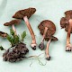 Inocybe napipes