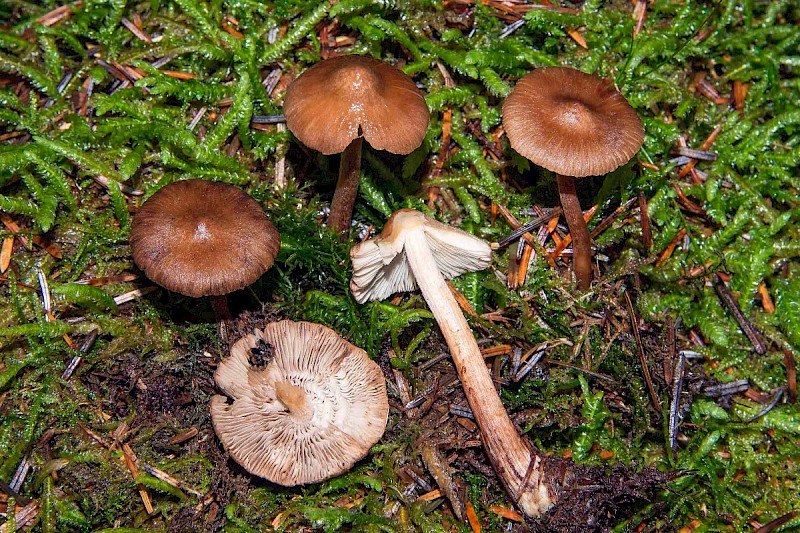 Inocybe napipes - © Charles Hipkin