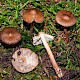 Inocybe napipes