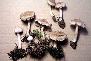 Inocybe sindonia Beige Fibrecap