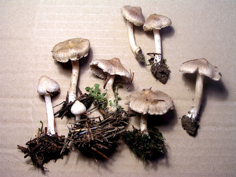 Inocybe sindonia - © Charles Hipkin