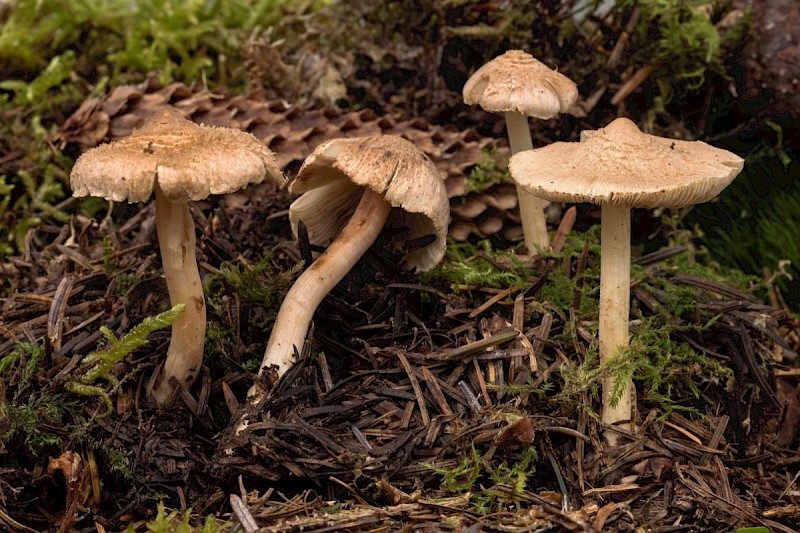 Inocybe sindonia - © Charles Hipkin