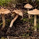 Inocybe sindonia