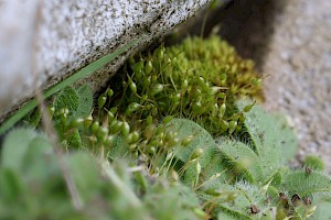 Entosthodon pulchellus Pretty Cord-moss