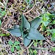 Spiranthes spiralis