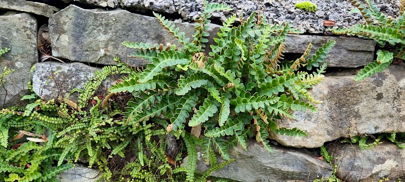 Asplenium ceterach - © Barry Stewart