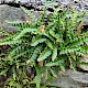 Asplenium ceterach