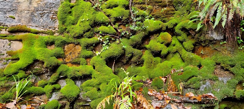 Amphidium mougeotii - © Barry Stewart