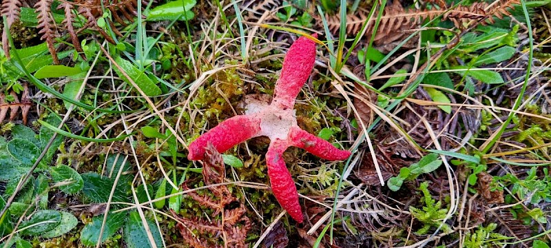 Clathrus archeri - © Barry Stewart