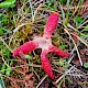 Clathrus archeri