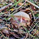 Clathrus archeri