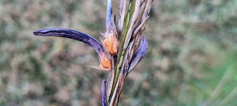 Claviceps purpurea - © Barry Stewart