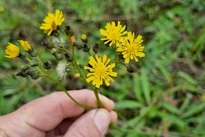 Pilosella praealta Tall Mouse-ear-hawkweed